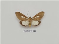 藏品(圓端擬燈蛾)的圖片